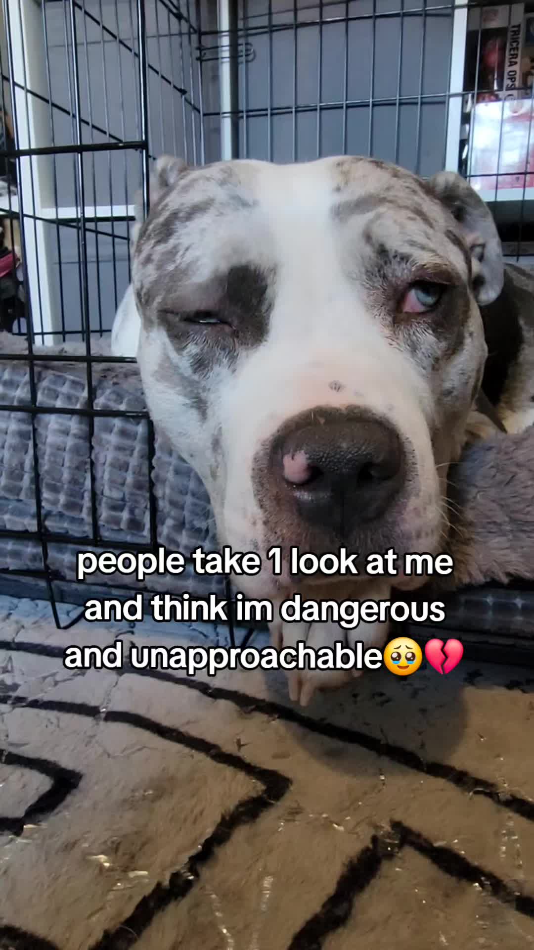 @kirsty+starlight the xl bully