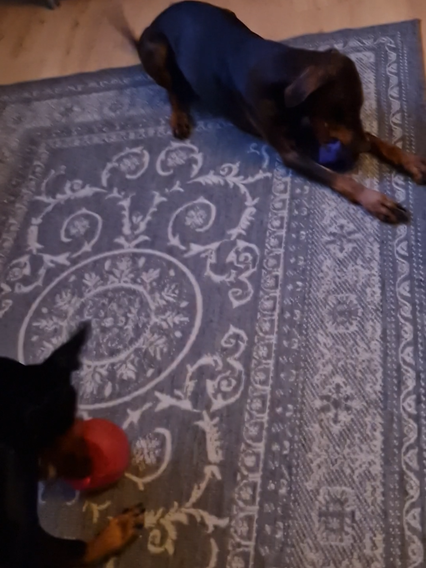 @DOBERMAedcheNHOCH2