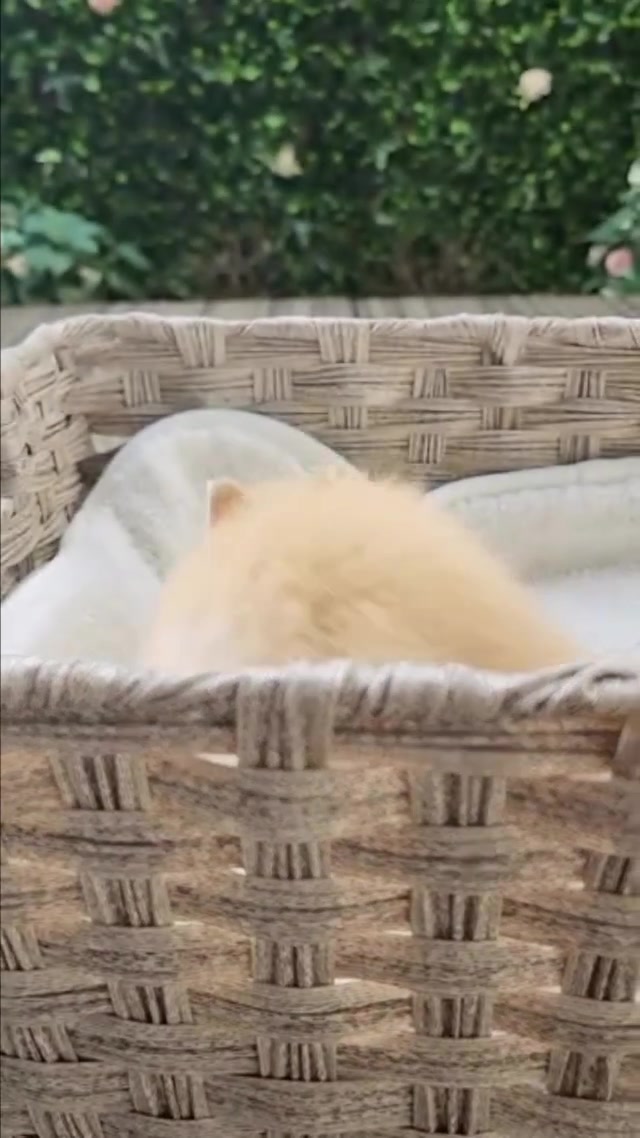 @Fluffy Bunny Orlando