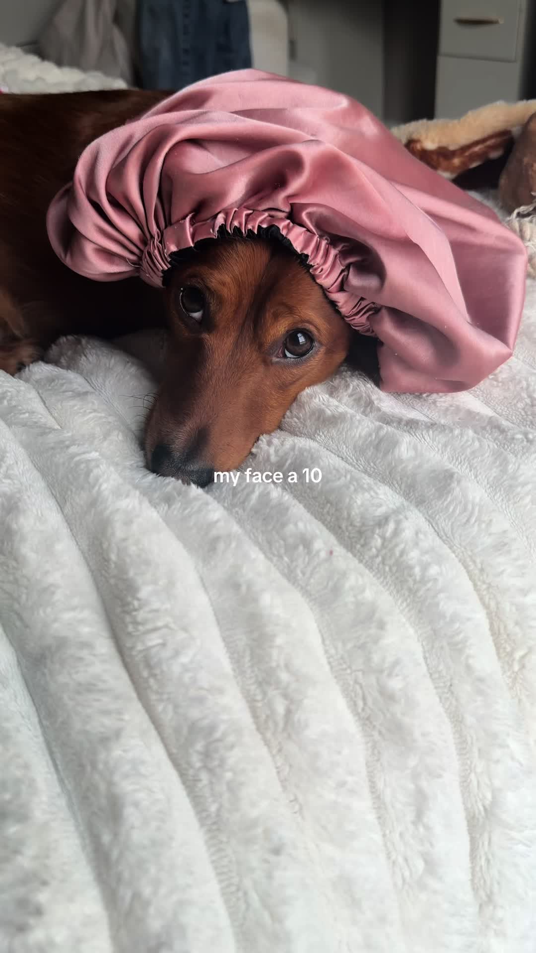 @charliebrownthedoxie