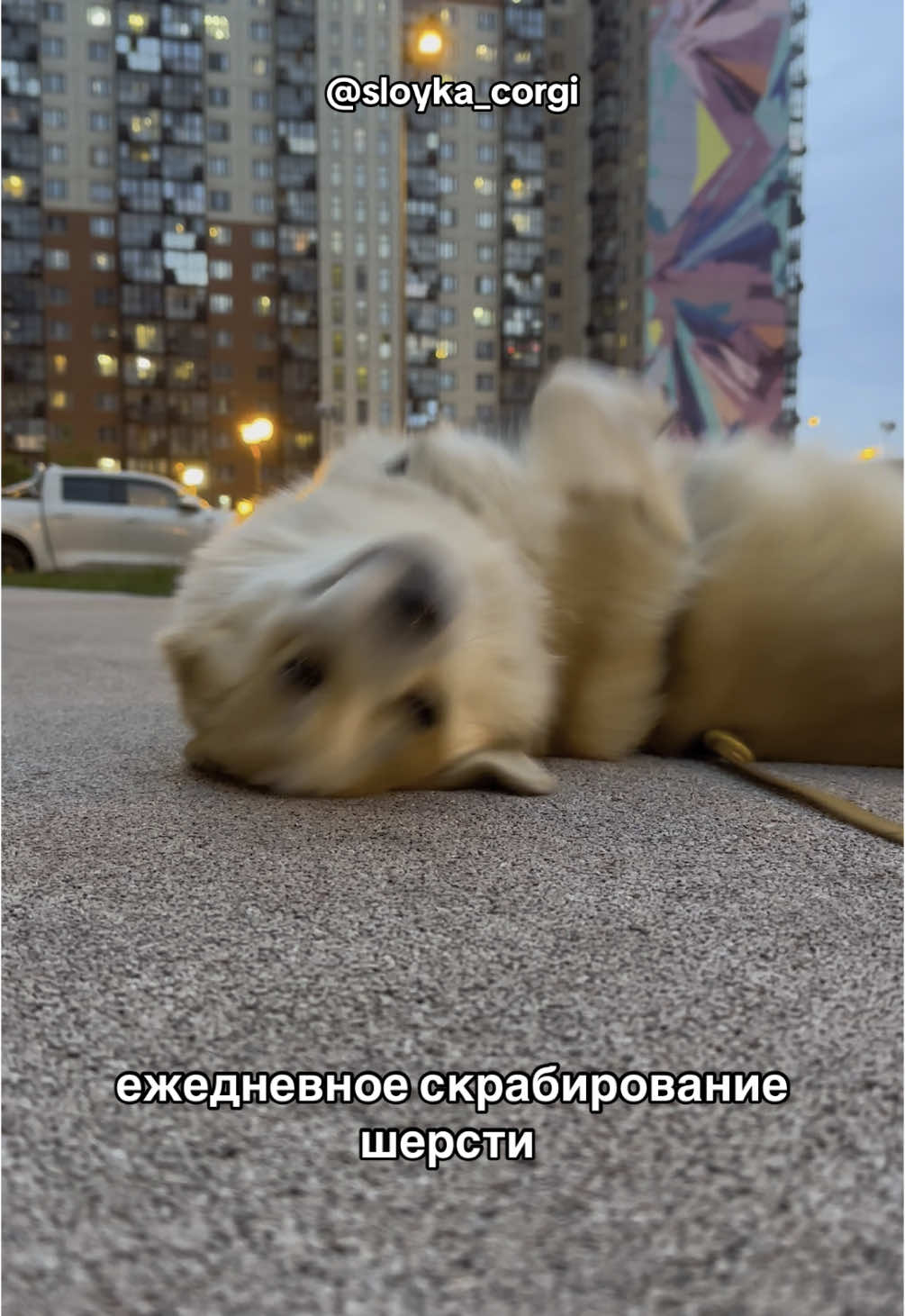 @Слойка корги