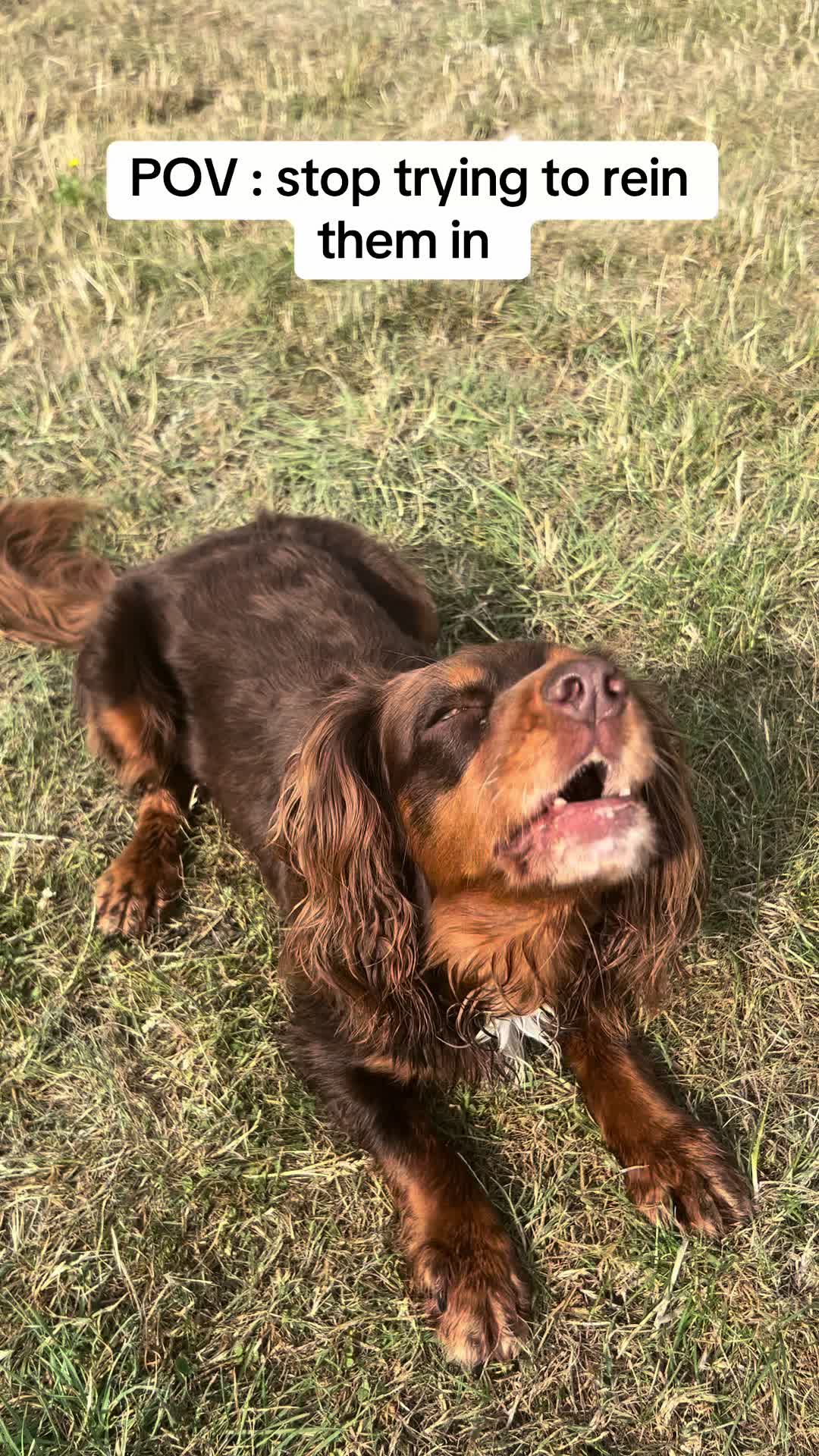 @Pipstar 🐕🦺