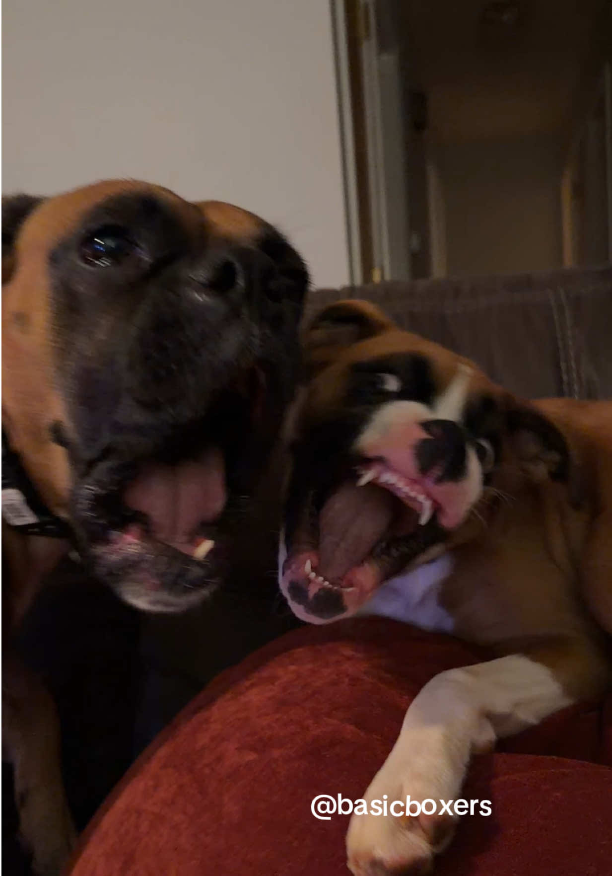 @basicboxers