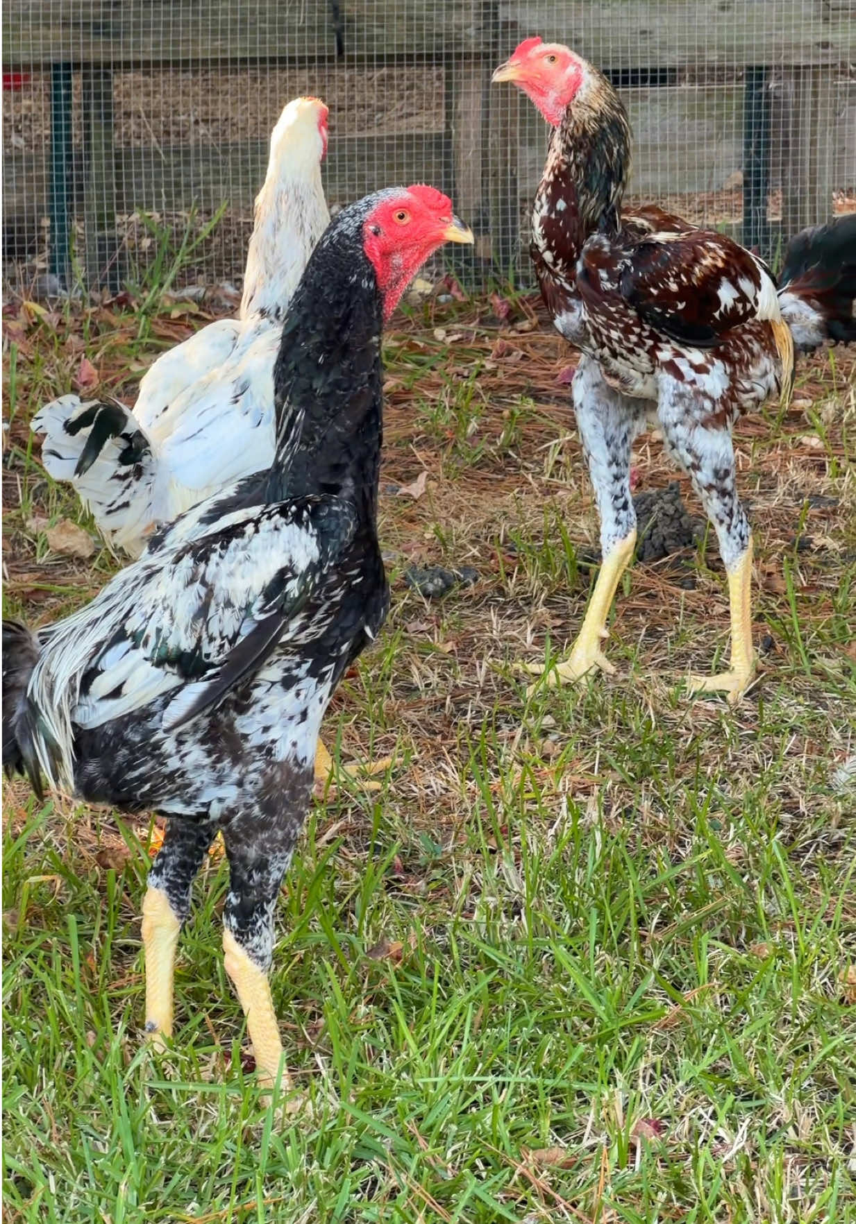 @Gulf Coast Cluckers