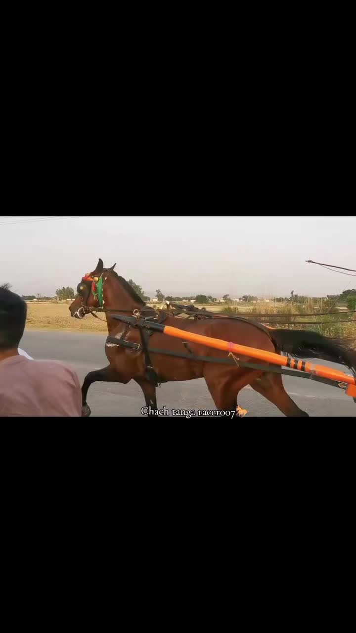 @Chach tanga racer007🐎