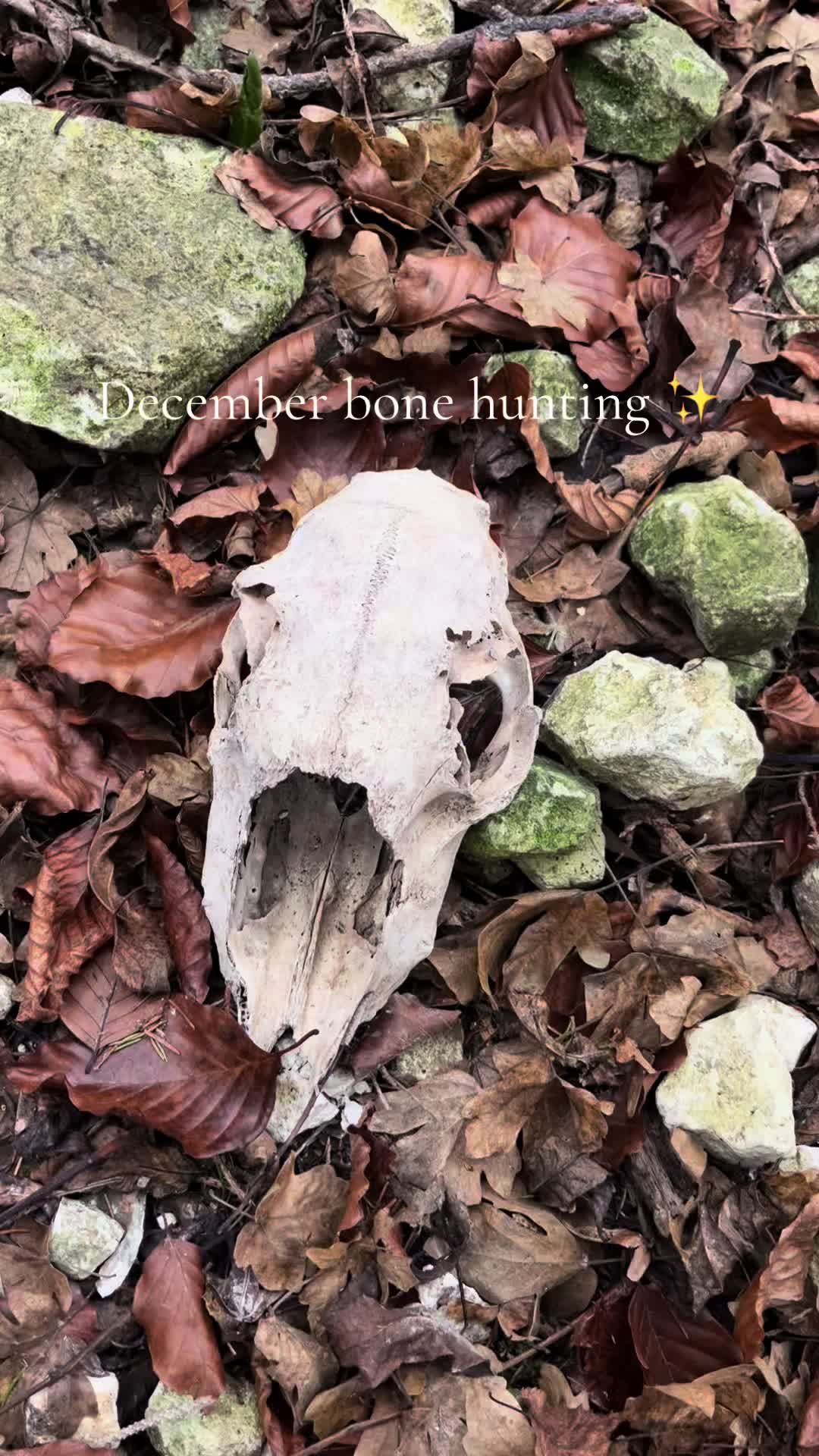 @dawnedskull