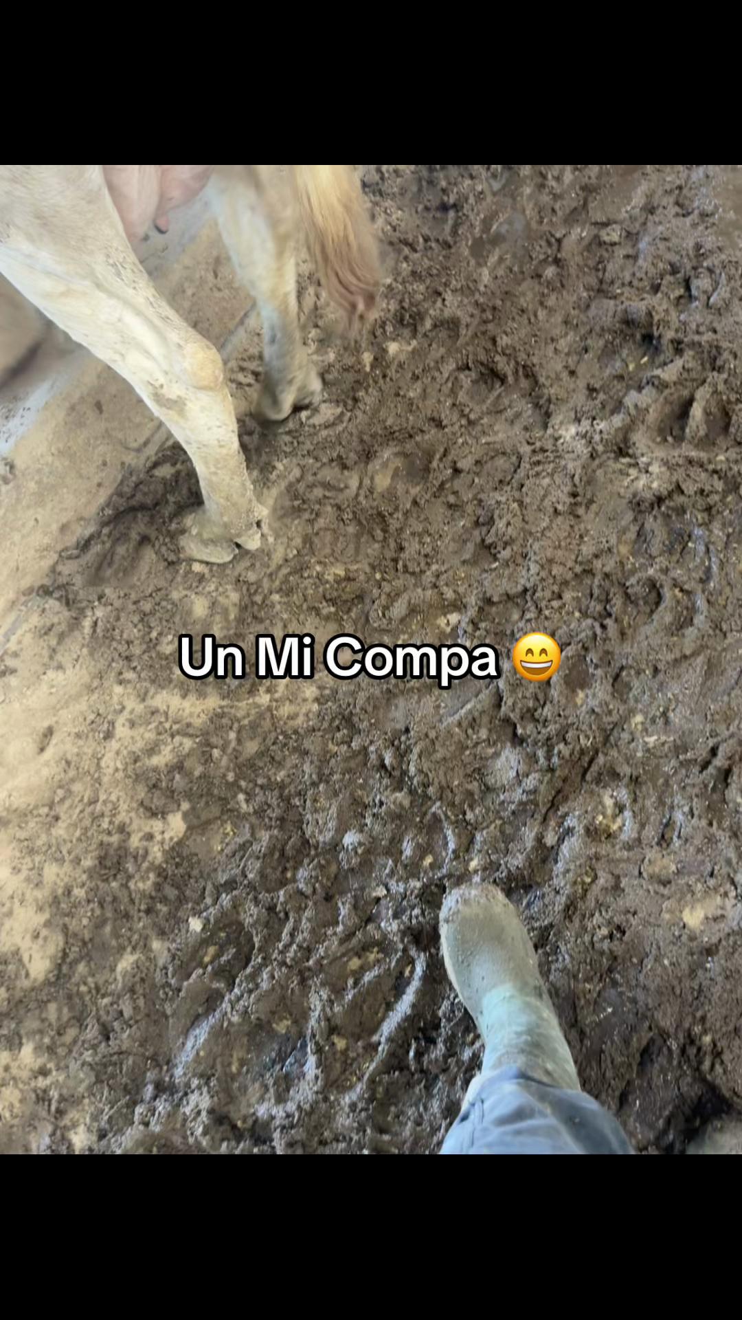 @🩺M&eacute;dico Veterinario Vilchis🤠