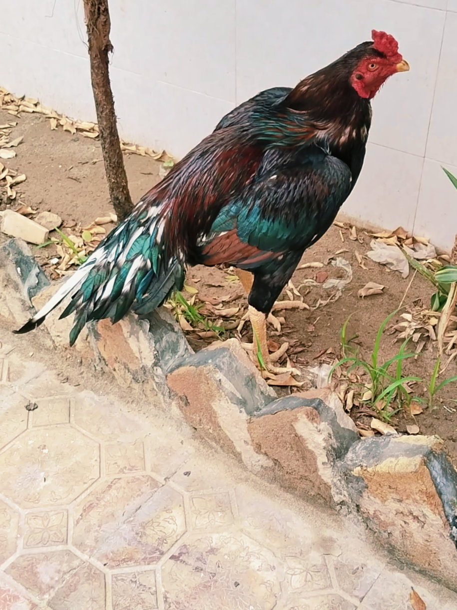 @Sajjad Aseel Farm