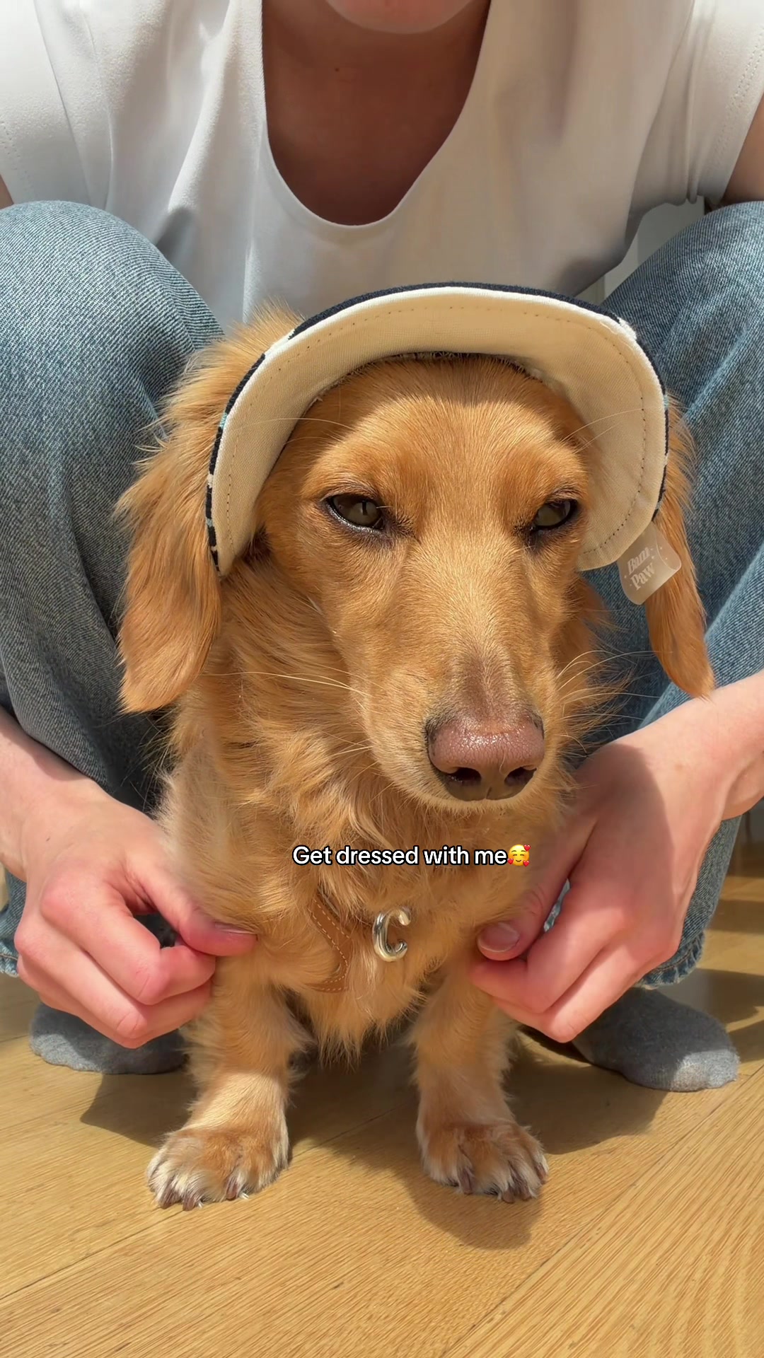 @cashewdachshund