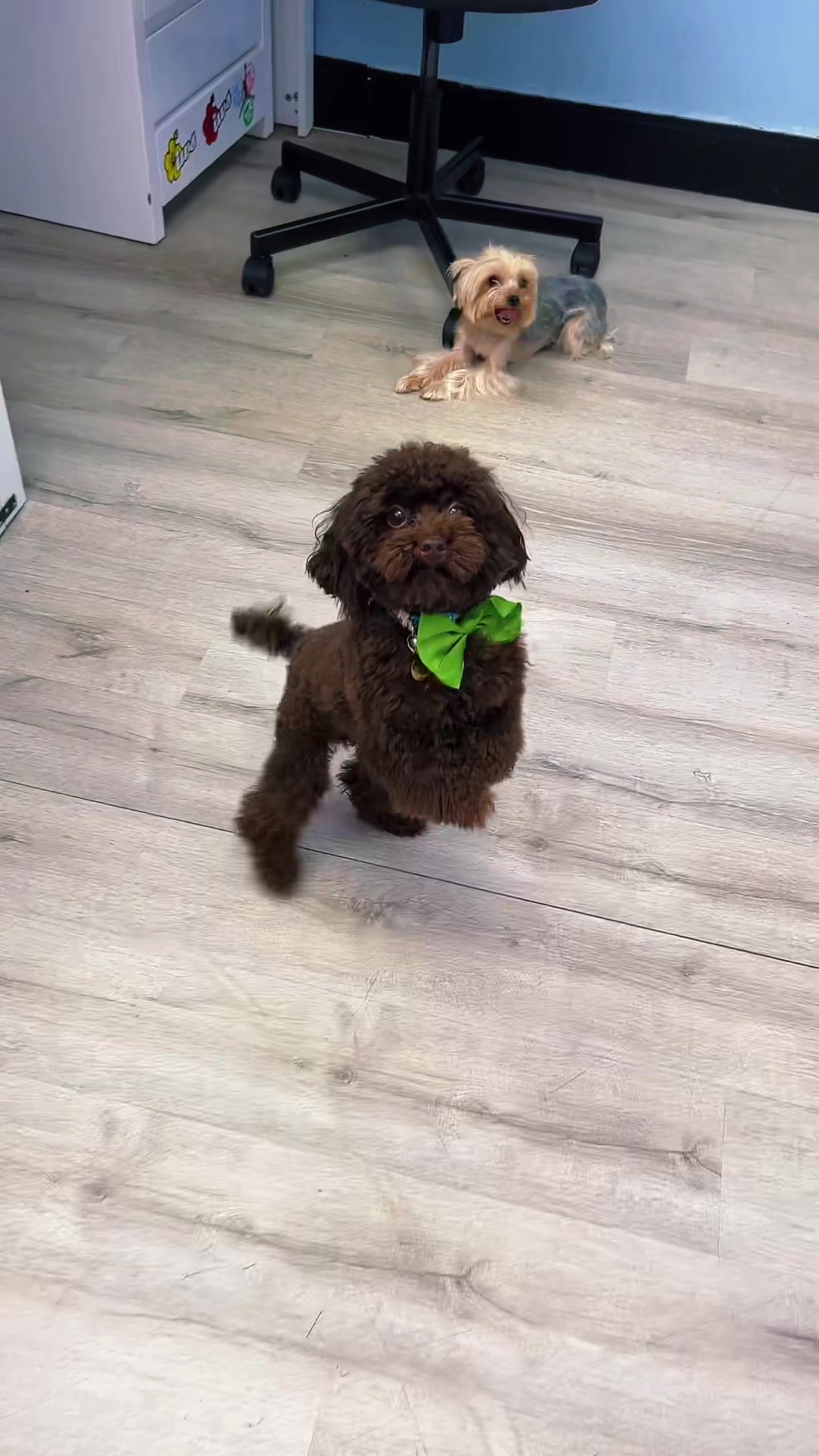 @Dog & Cat Planet