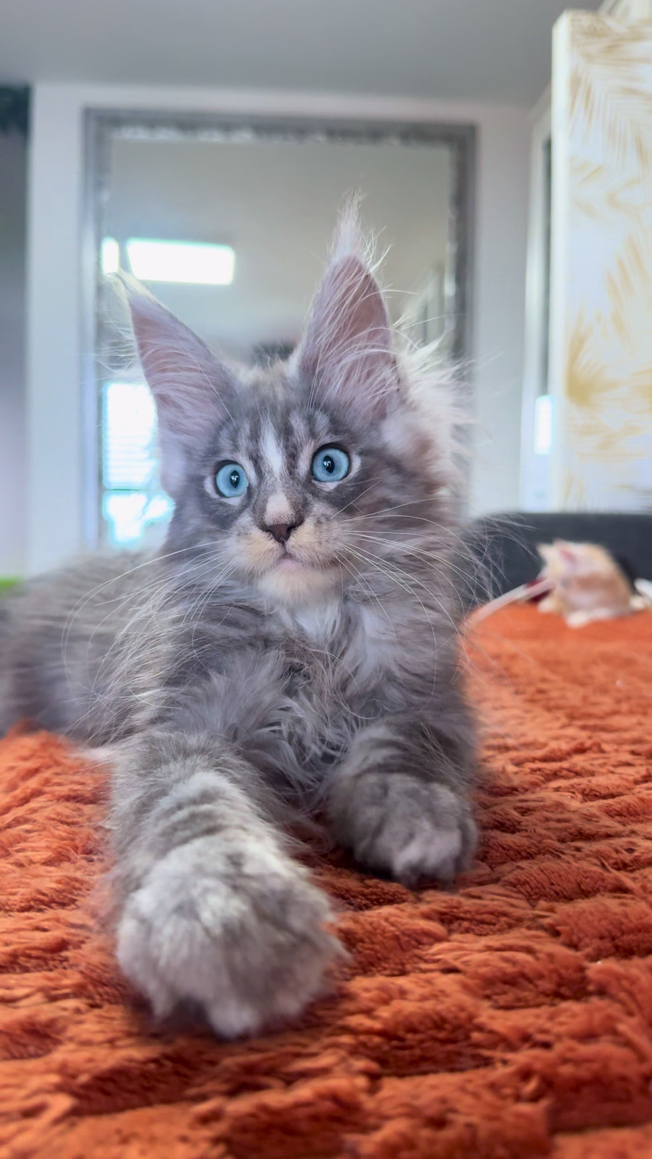 @WilderRegenbogenMaineCoon