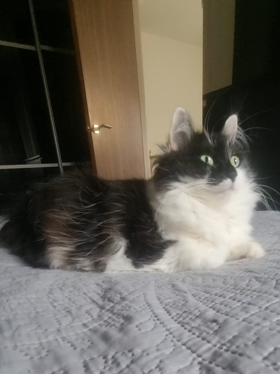 @2catlife