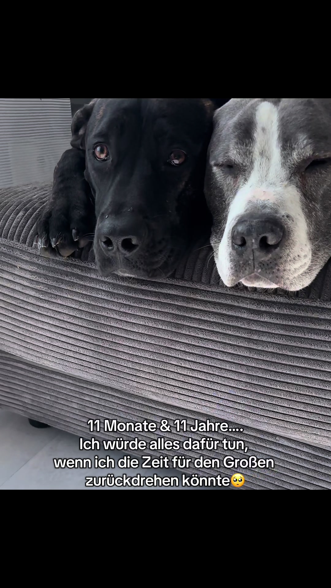 @🐾Mogli&Balu_Dschungelcrew🌴🐾