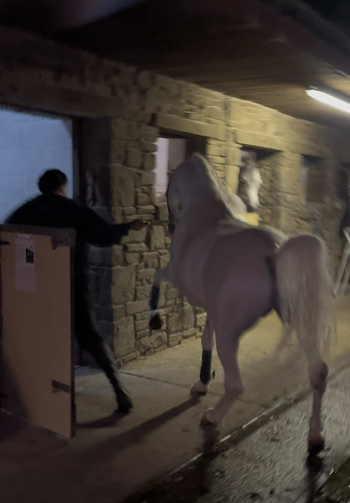 @thekhansarabianstudfarm
