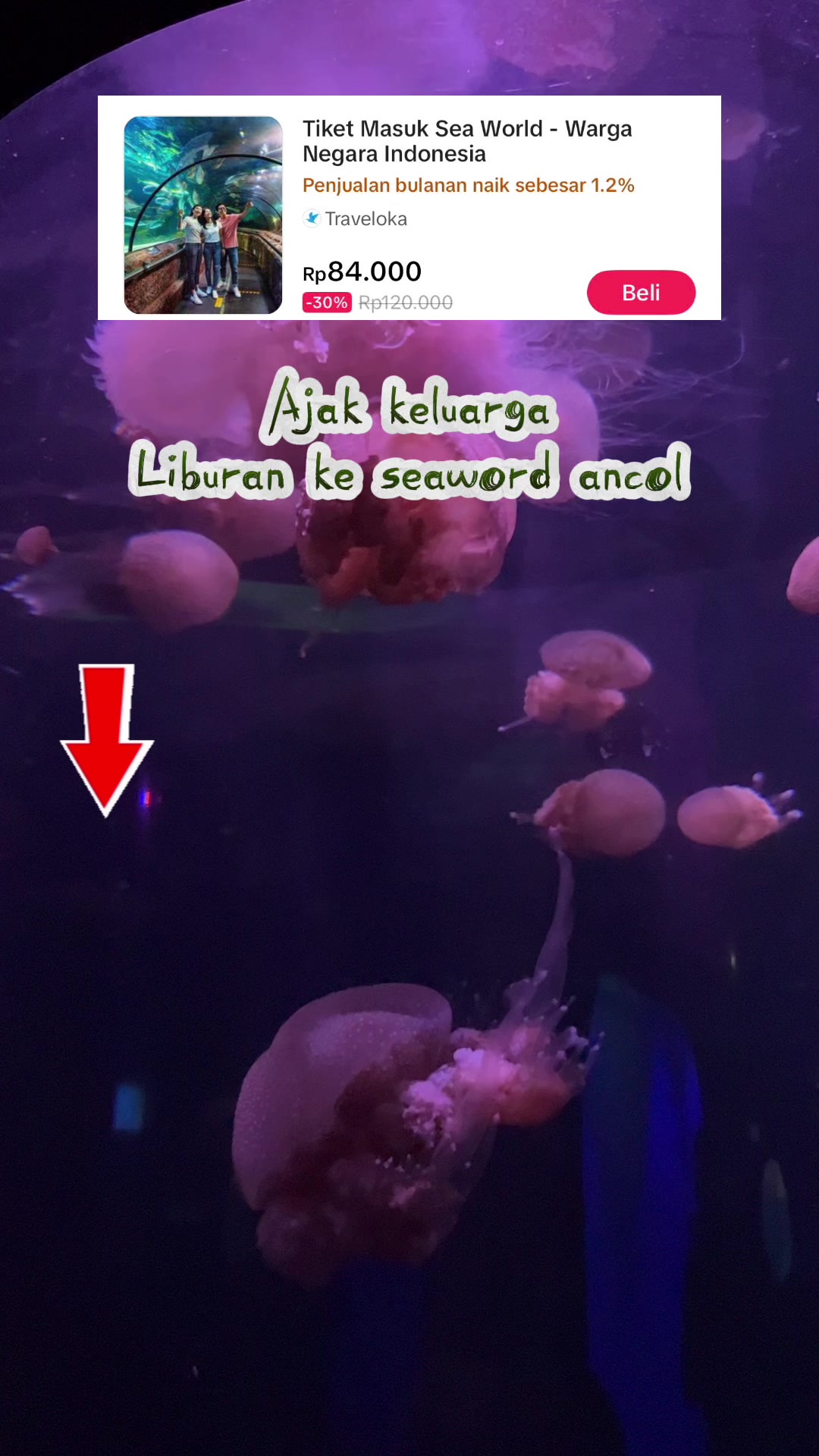 @leci388