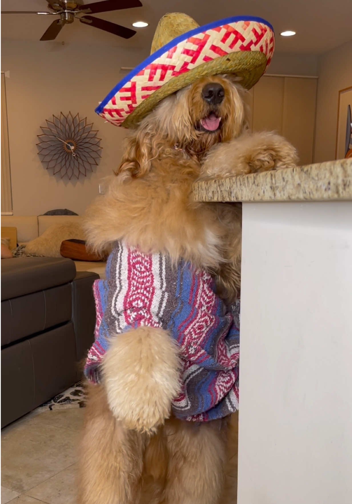 @Brodie The Goldendoodle