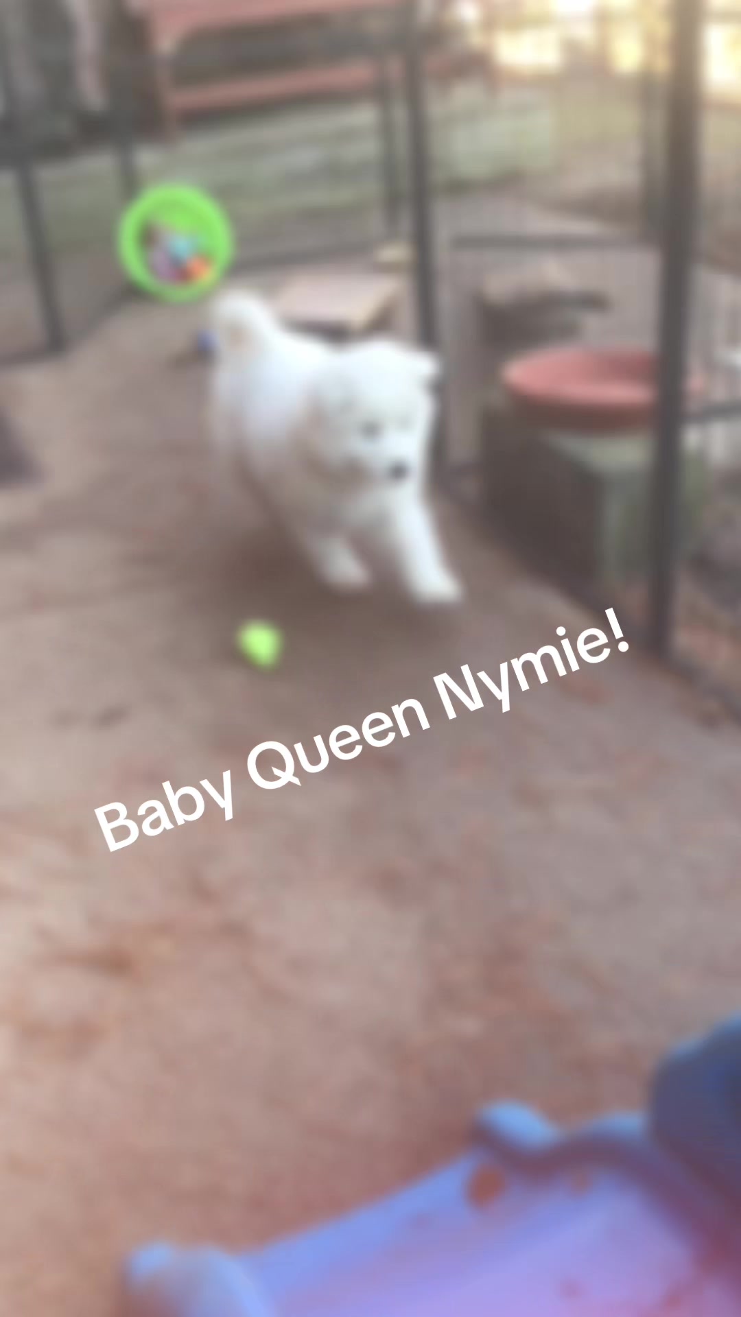 @TheStoner&rsquo;s_Samoyedsfamily