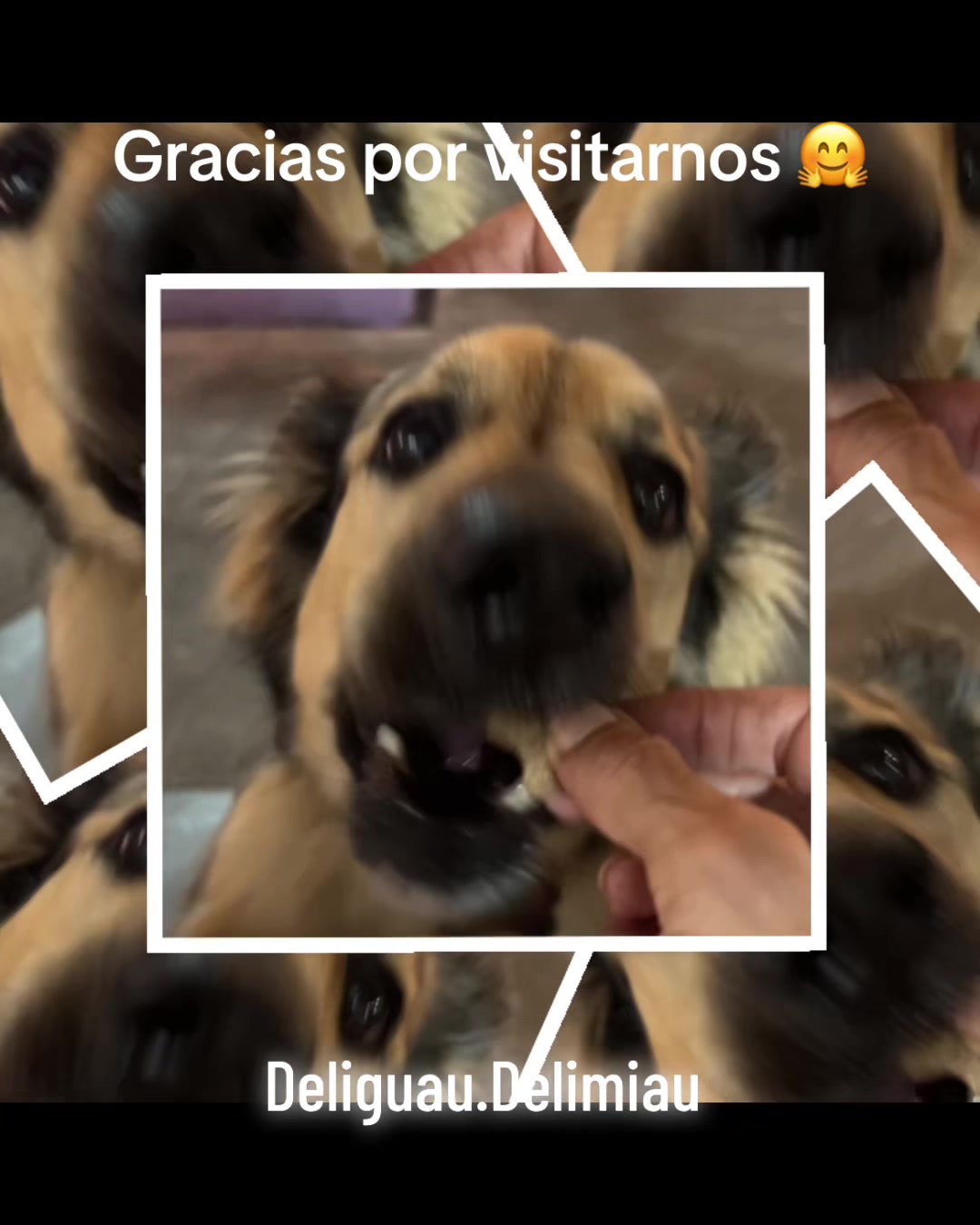 @Deliguau.Delimiau