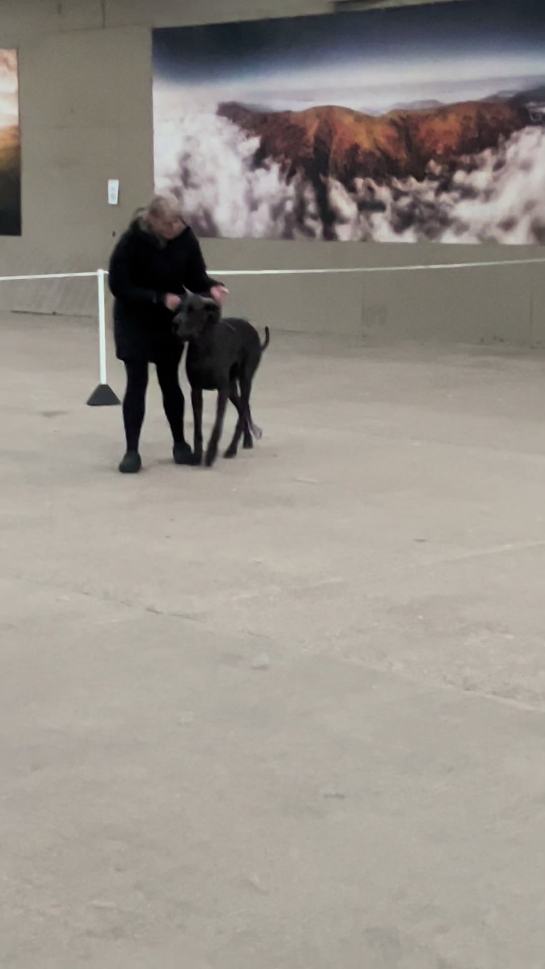 @Chateaudain Great Danes