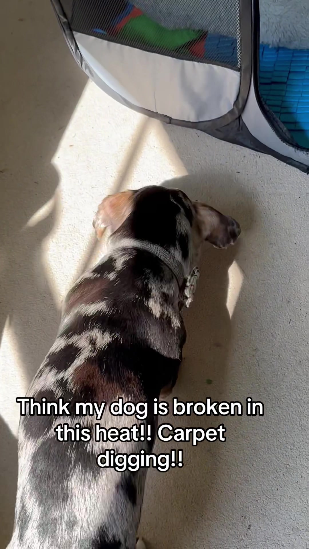 @Maverick The Dachshund