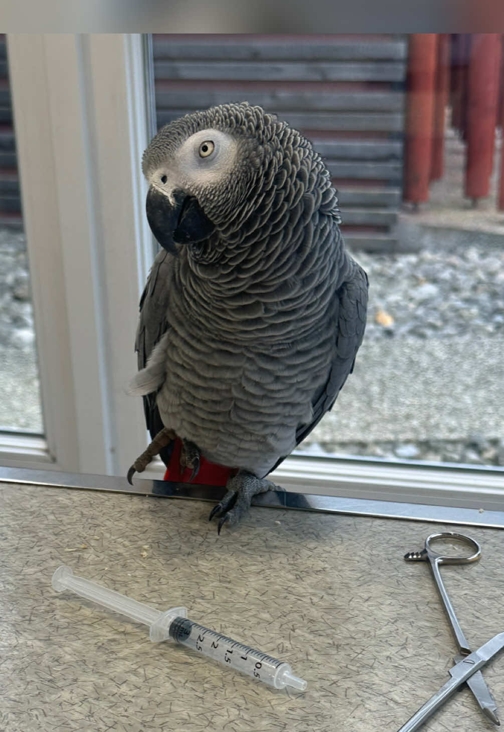 @(C&eacute;lia)BeHappyWithParrots🦜