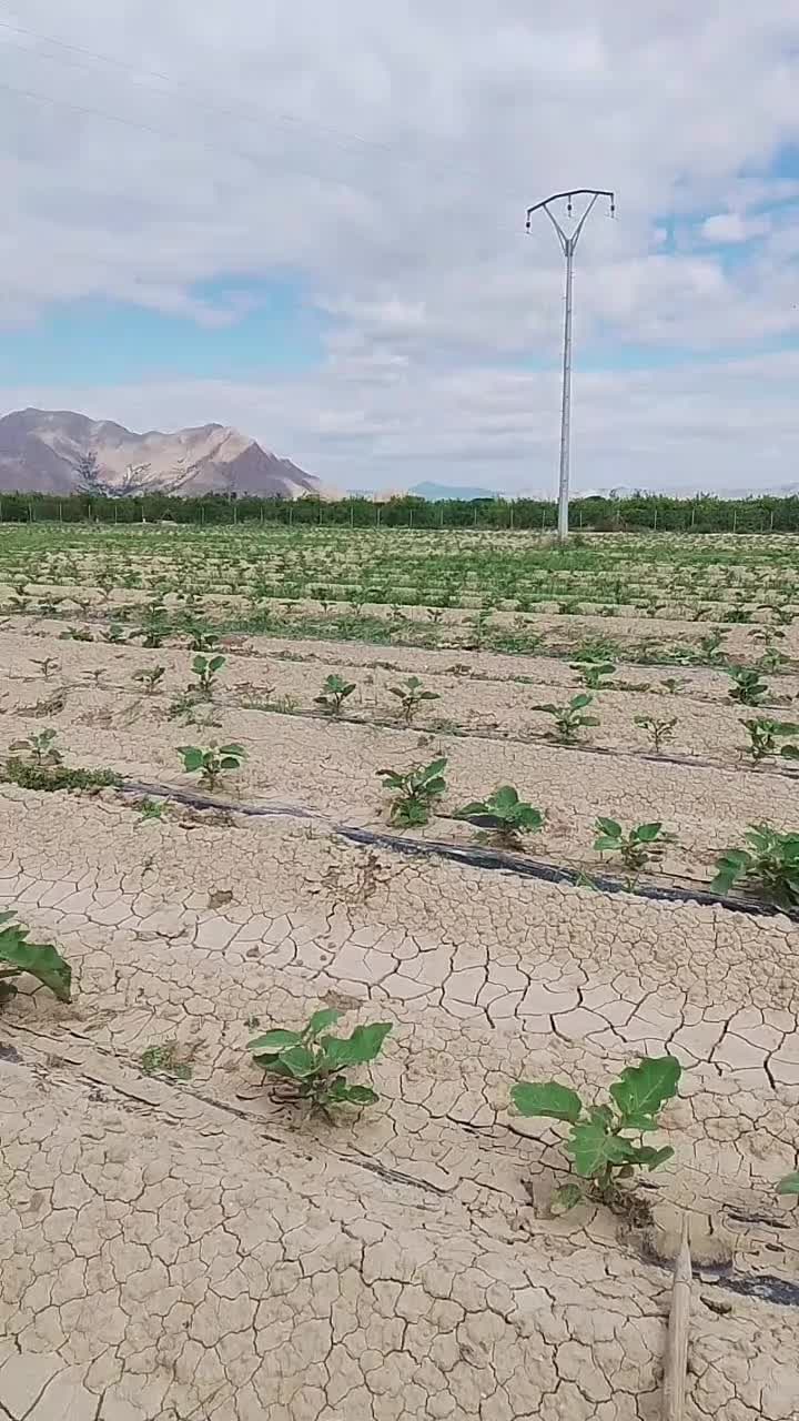 @تاوناتي في الغربة
