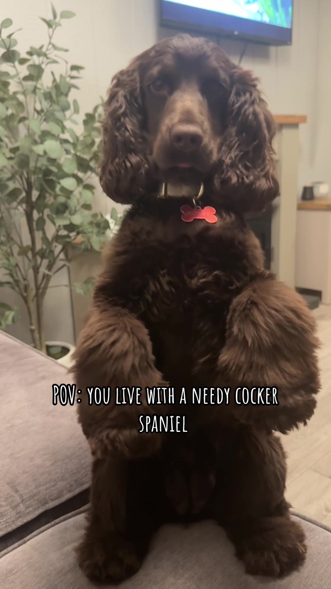 @Honey_The_Show_Cocker 🤎🐾🤎