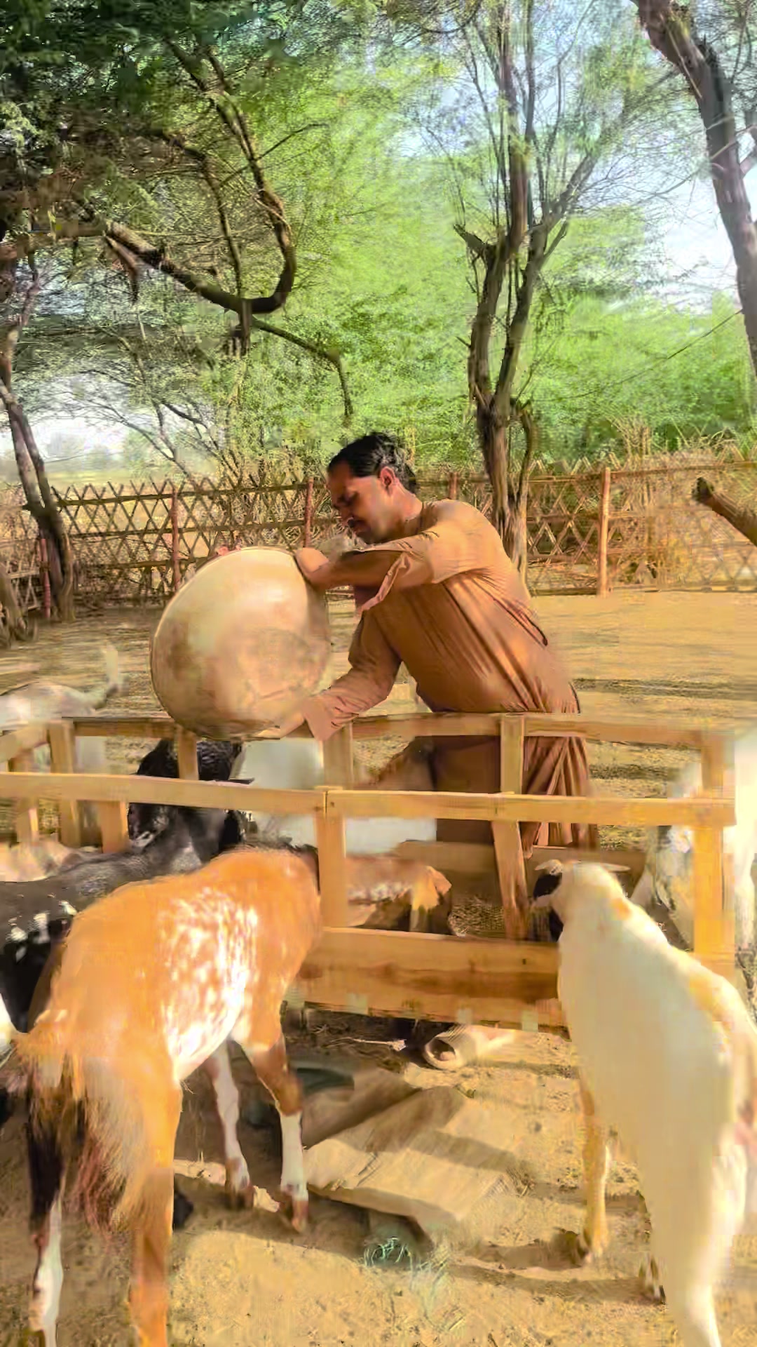 @Ayan cattle 🐄 and goat’s 🐐