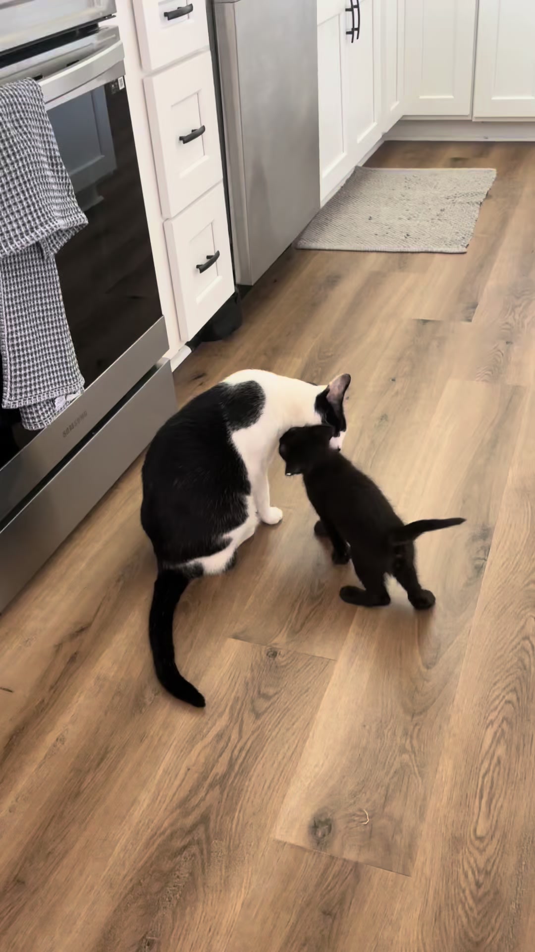 @Christina | Cat Rescue 🐾
