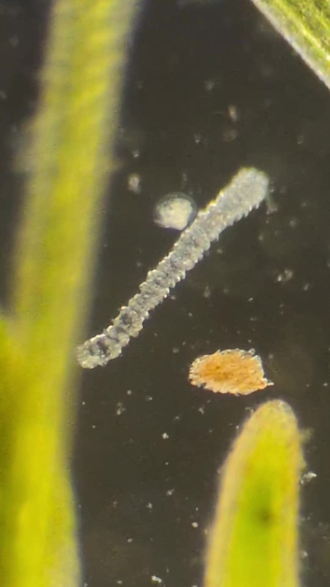 @Smeee❌microscope🏴󠁧󠁢󠁥󠁮󠁧󠁿