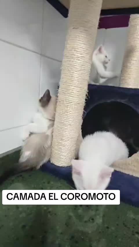 @SOS FELINA TENERIFE