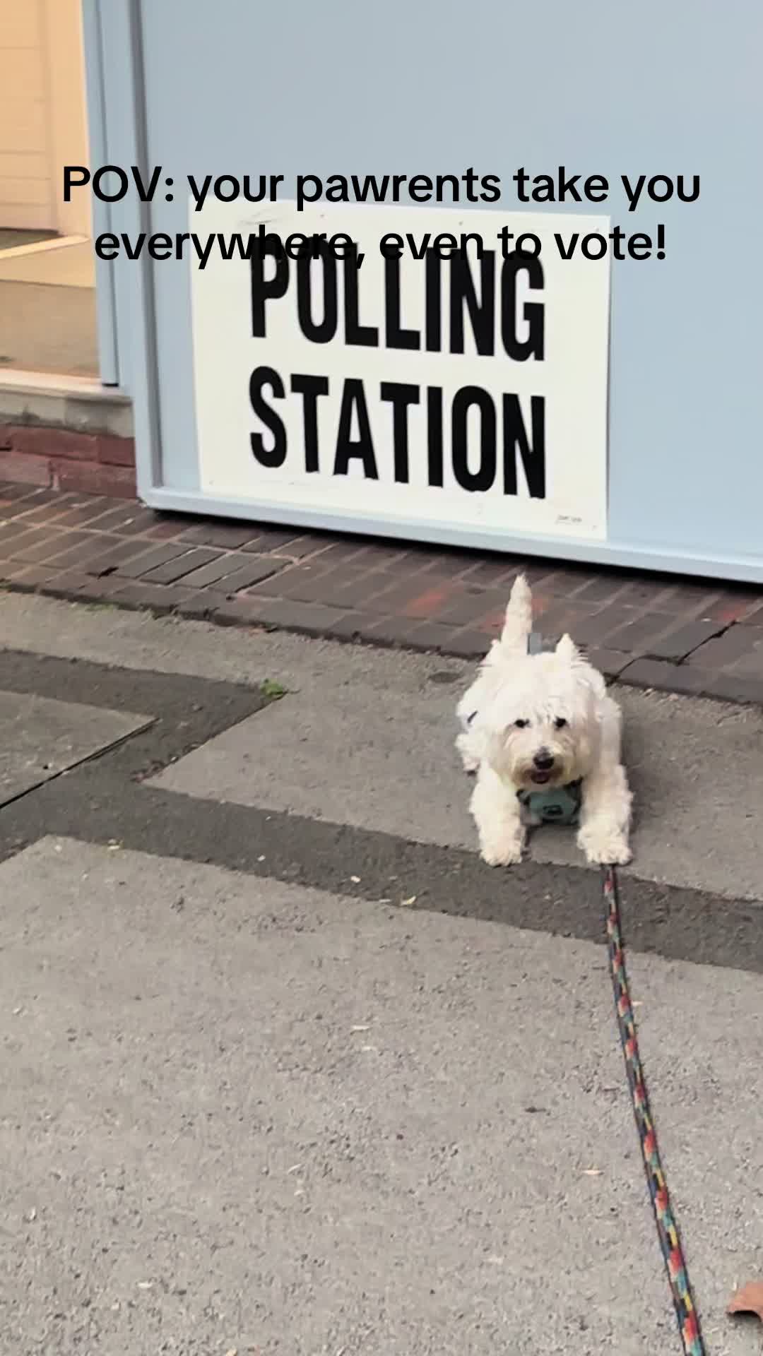 @Luna The Westie