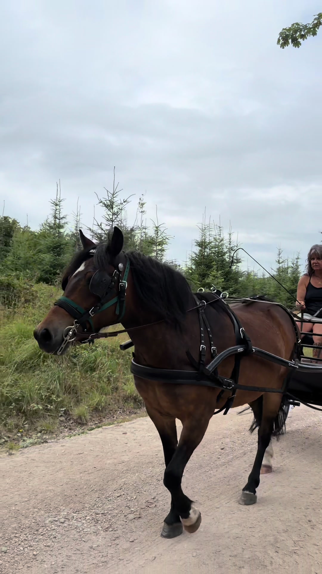 @Dartmoor Carriages