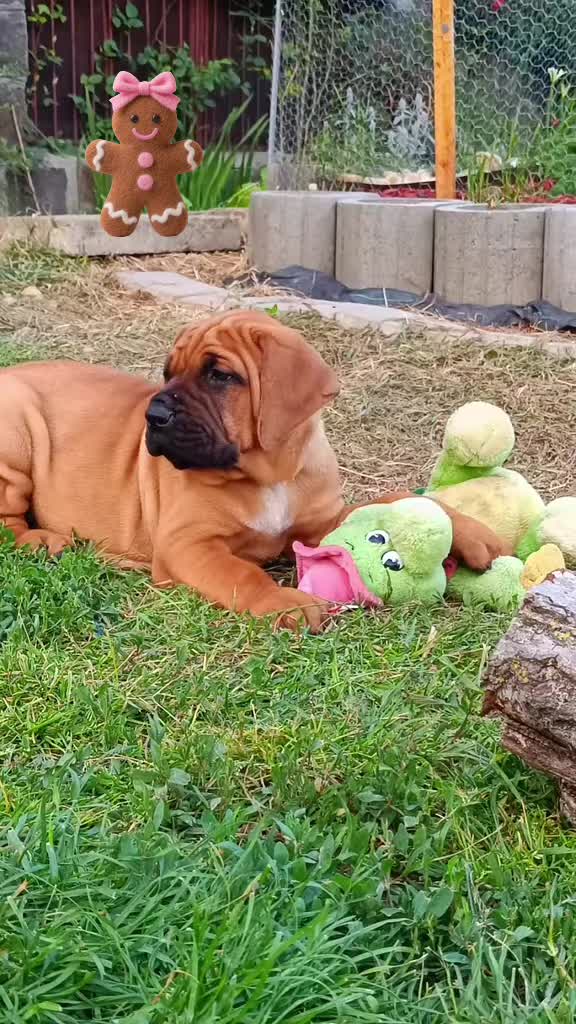 @Spirit of Asia Kennel