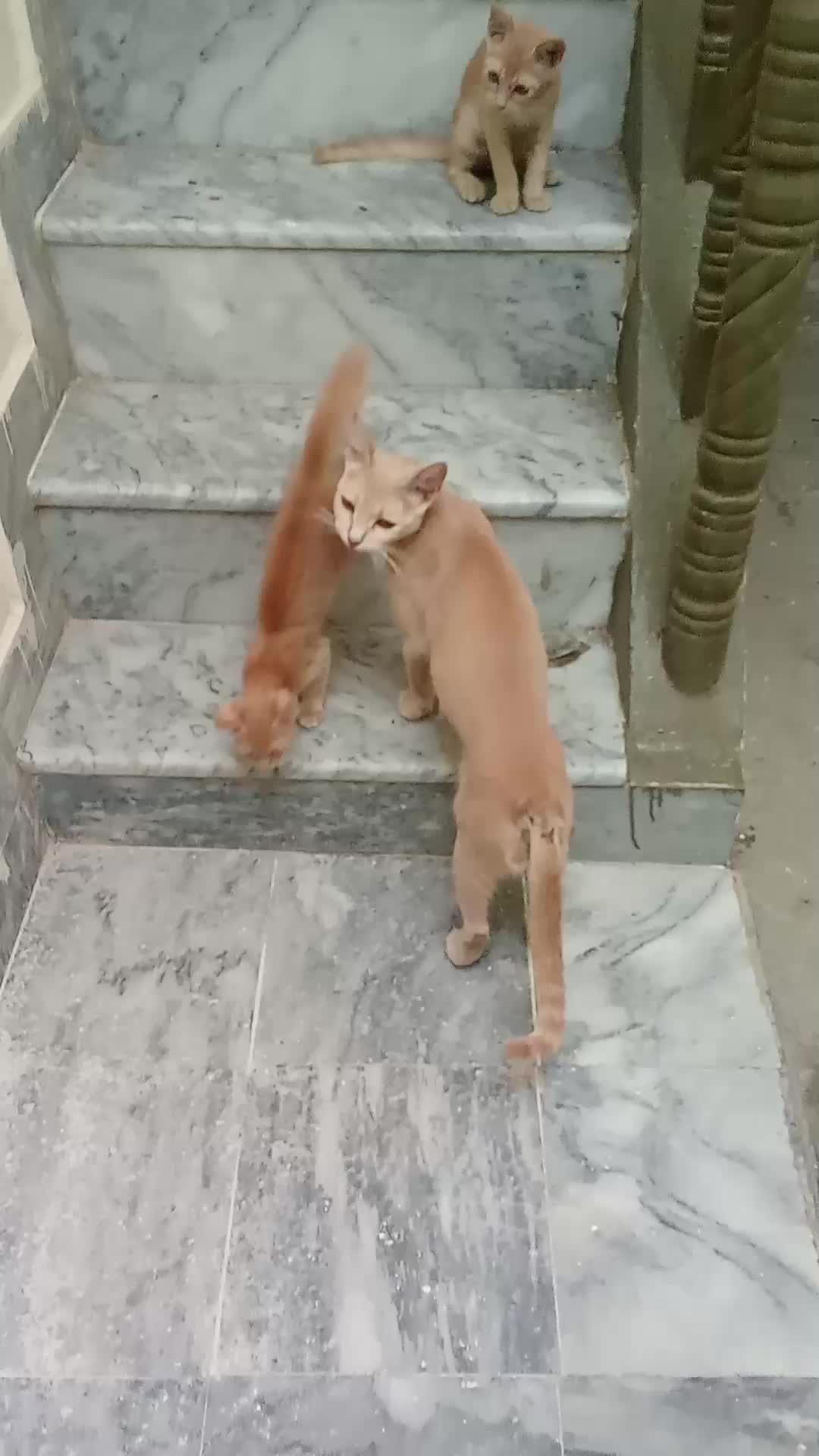@cutecatlover8172