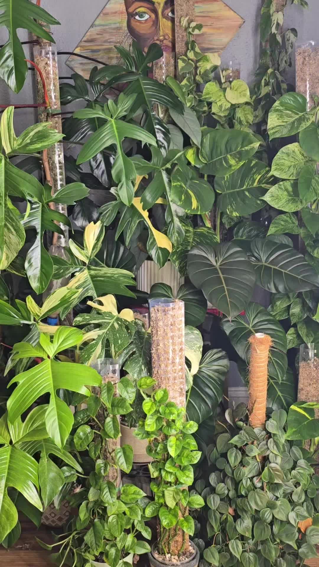 @JT - BigEGOPlants