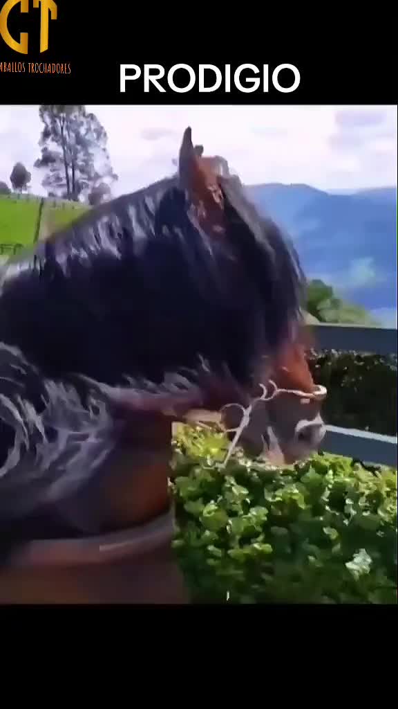 @Caballostrochadores