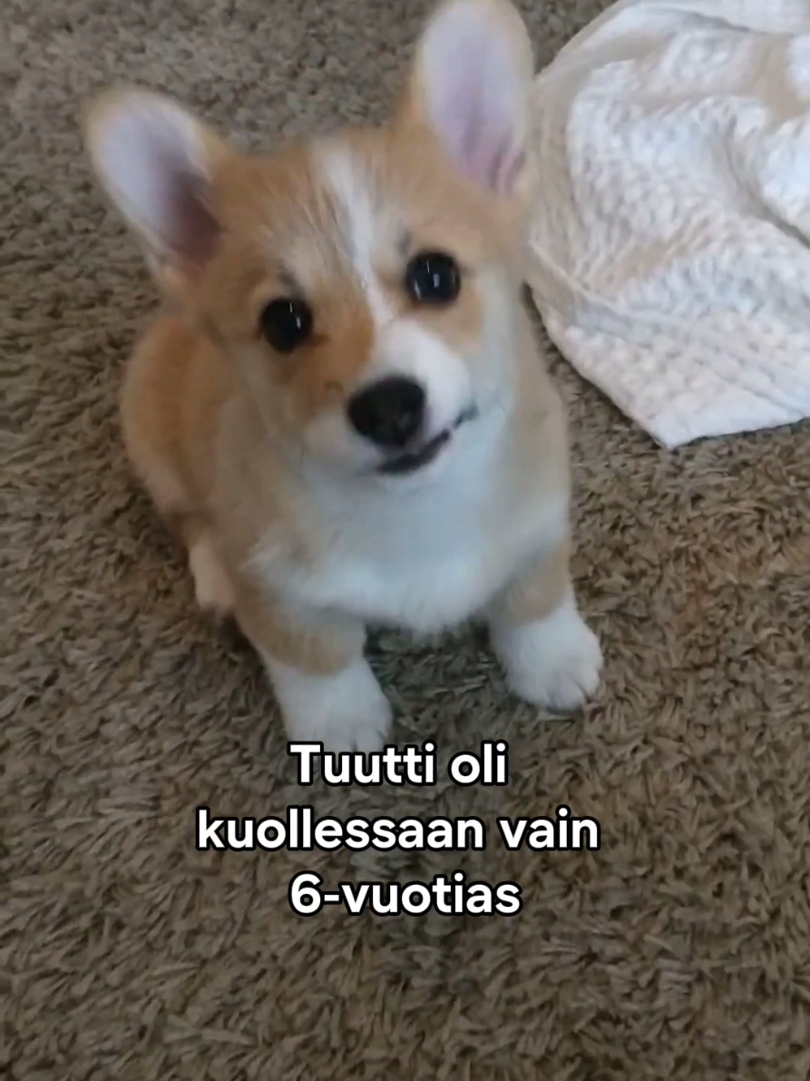 @Kaisa | koirien puolella đ¶
