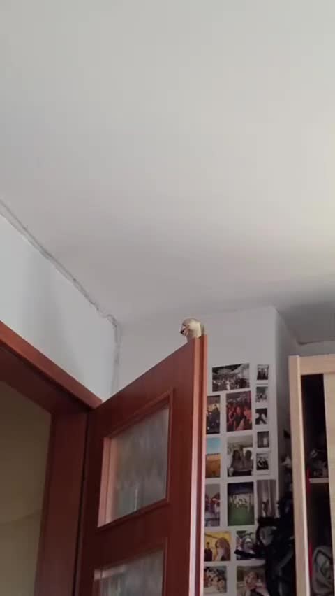 @prokradziej