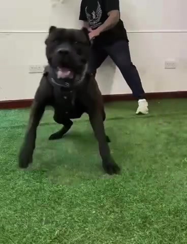 @certidogzuk