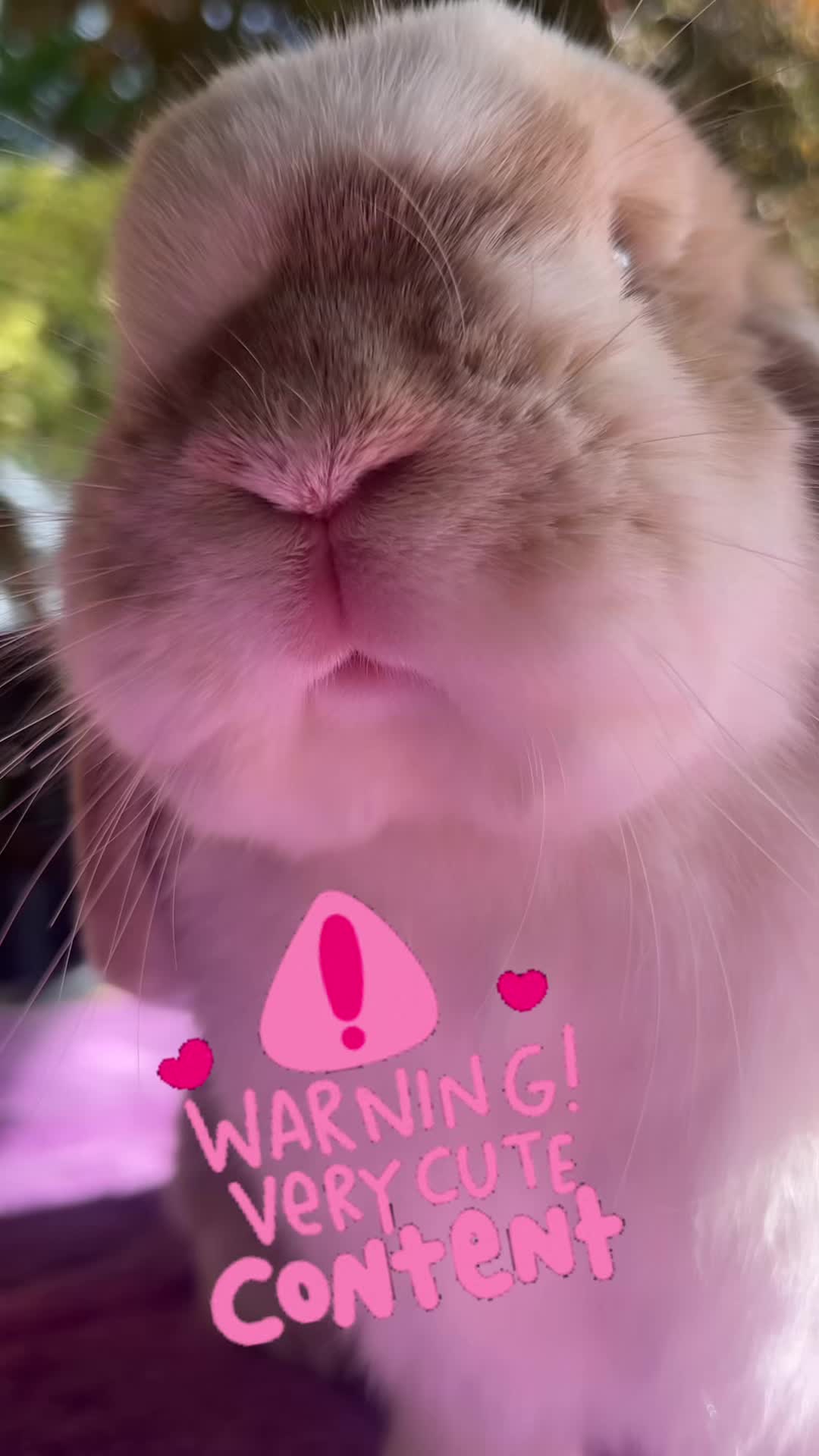 @BunnyAli