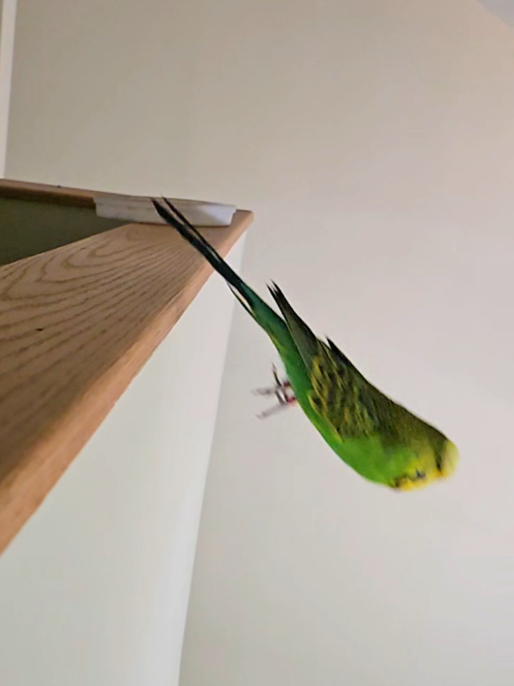 @Run Slow-Mo Charlie🦜