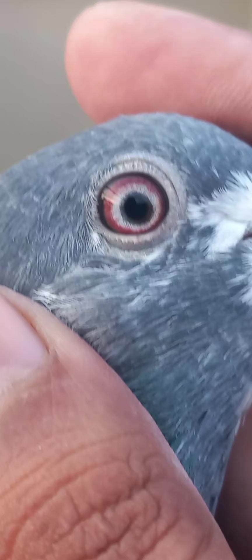 @Ranakasuripigeon