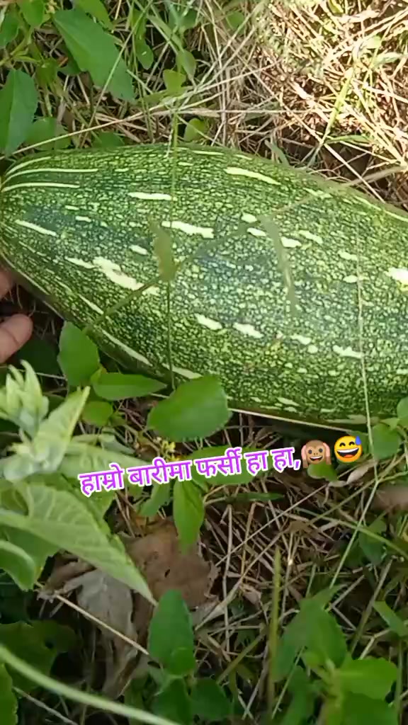 @bindumagar