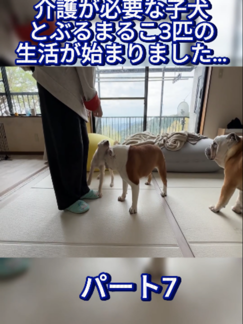 @ブルドッグぶるまるチャンネル Fan