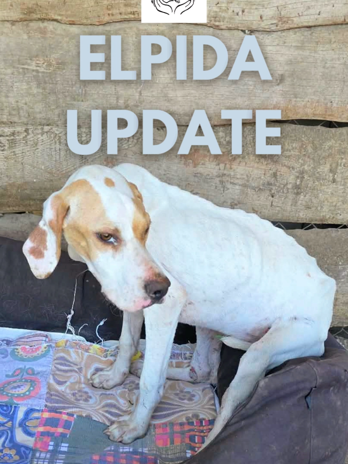 @Greek Animal Rescue