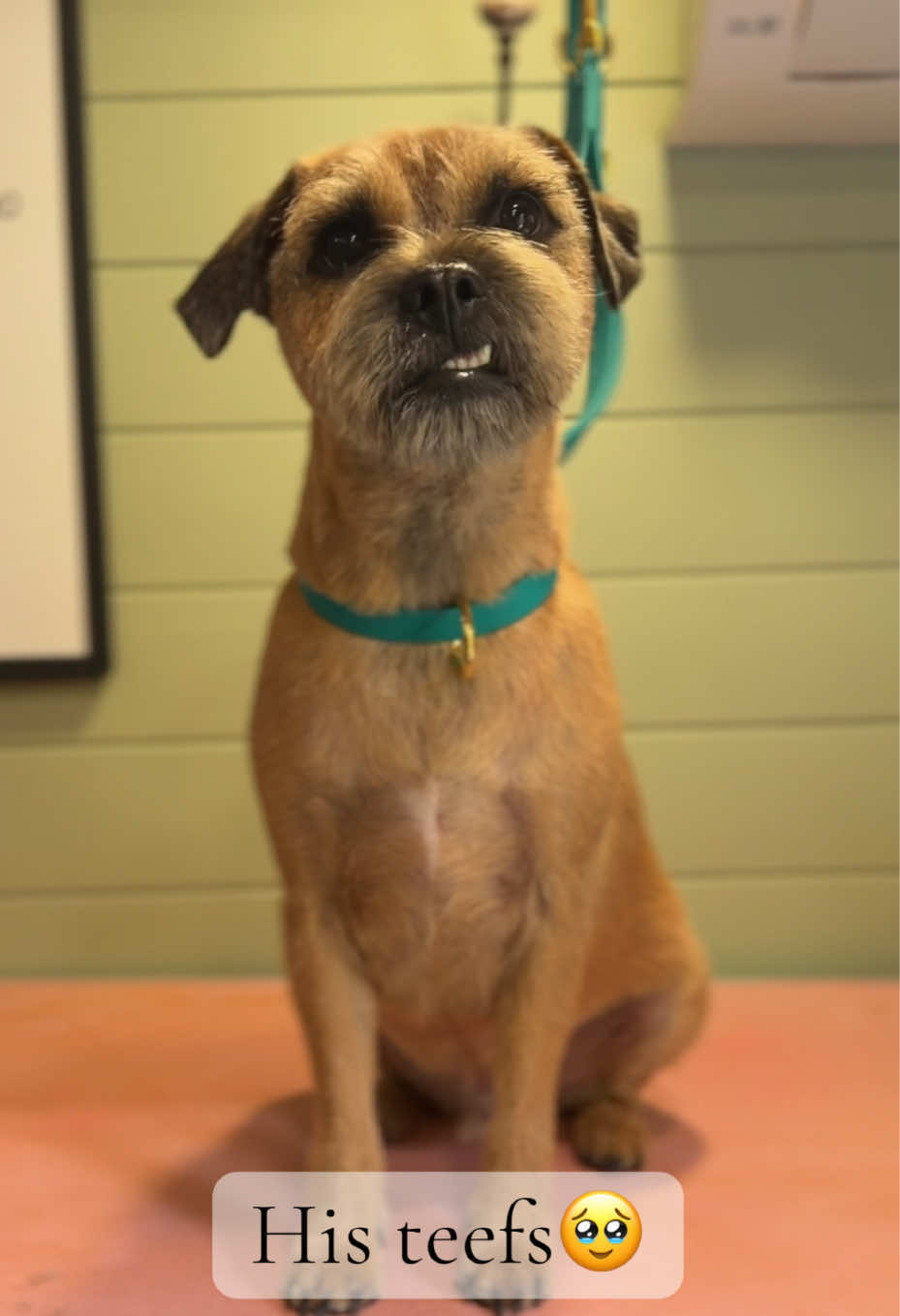 @hollyshoundsgrooming