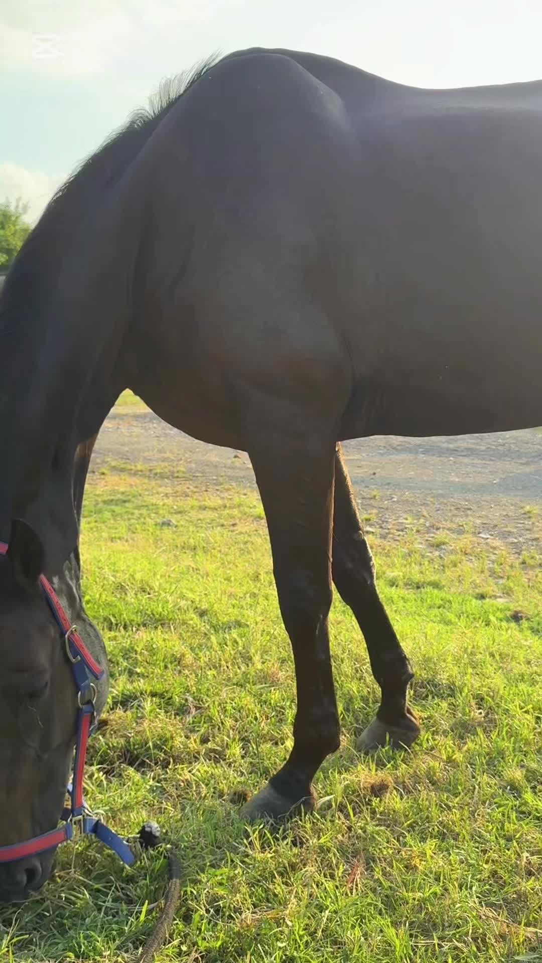@horse_boy.4