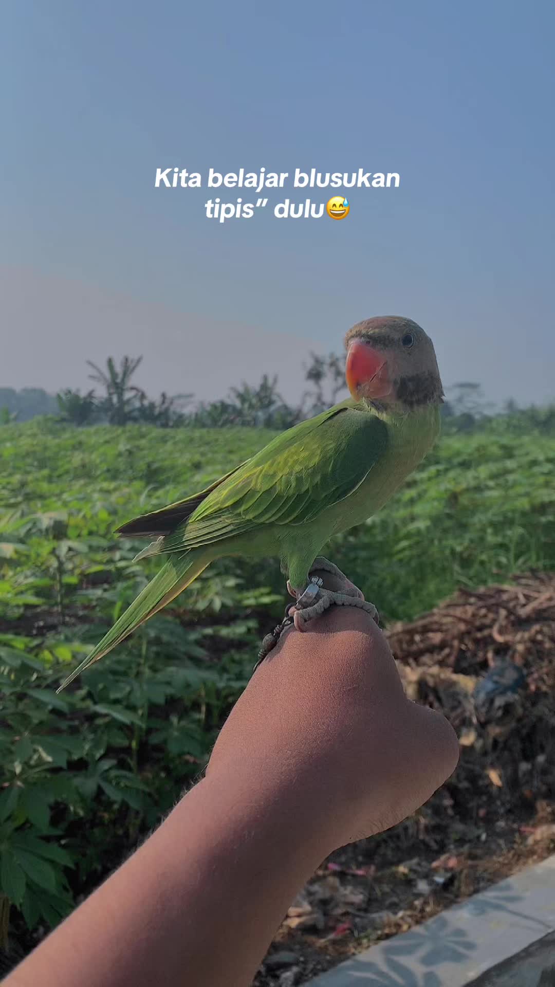 @Seputar Burung Free Fly
