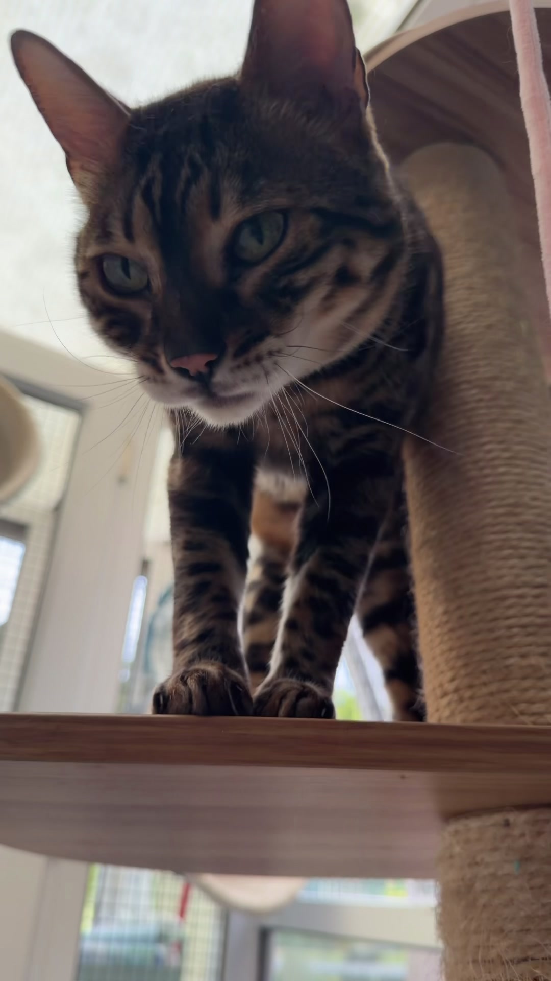 @Herongate Village Cattery